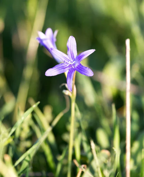 Blå blomma i öknen under våren — Stockfoto