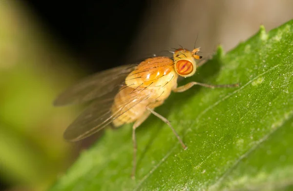 Fly in nature. close — Stock Photo, Image