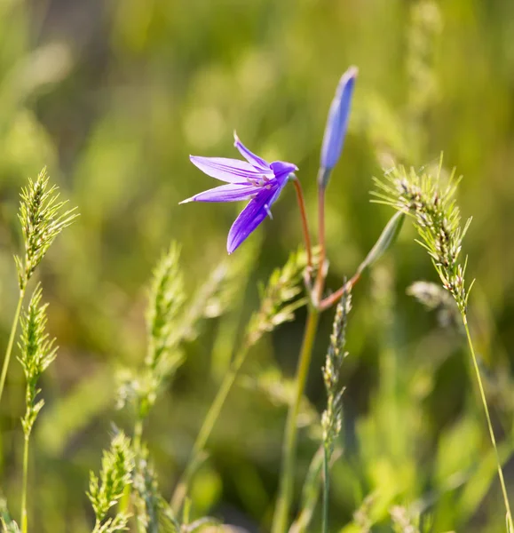 Bunga biru di padang pasir di musim semi — Stok Foto