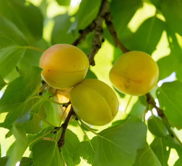 Abricots mûrs sur une branche d'arbre — Photo