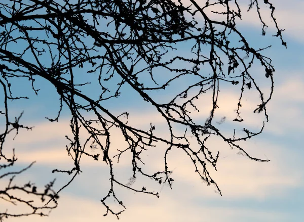 Gałąź drzewa na tle świtu — Zdjęcie stockowe
