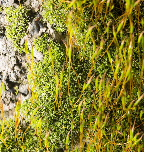 Musgo verde na natureza. close-up — Fotografia de Stock