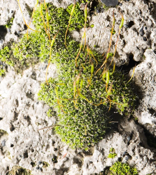 Musgo verde sobre la naturaleza. primer plano — Foto de Stock