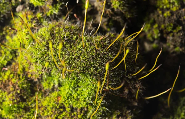 Muschio verde sulla natura. primo piano — Foto Stock