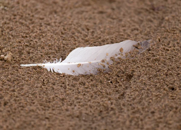 Feather on sand — Stock Photo, Image