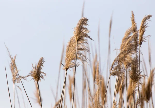 Trockenes Schilf in der Natur — Stockfoto