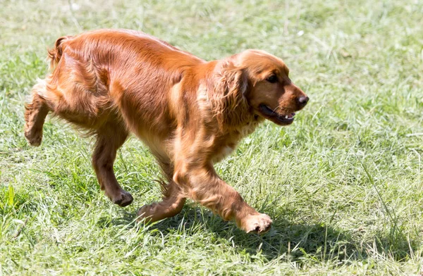 Rød hund på naturen - Stock-foto