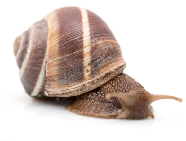 Snail on a white background. super macro — Stock Photo, Image