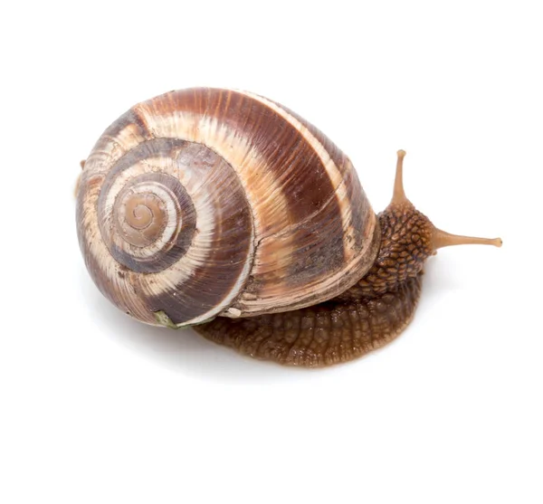 Snail on a white background. super macro — Stock Photo, Image