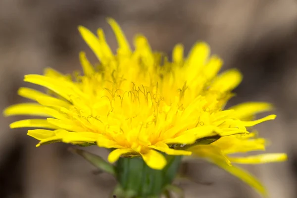 Spring dandelion in green grass — Stock Photo, Image