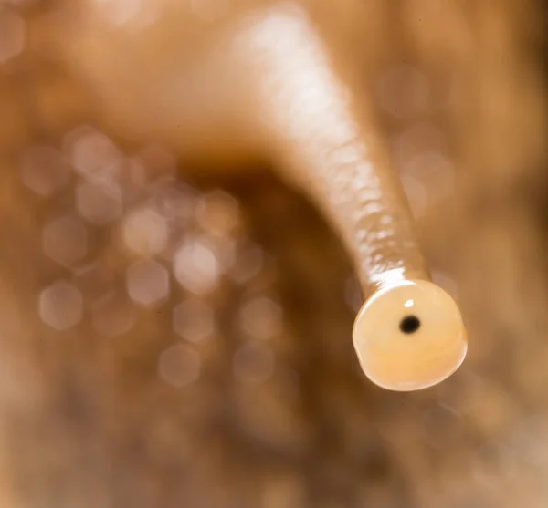 눈 달팽이입니다. 슈퍼 매크로 — 스톡 사진