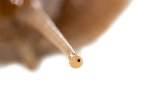 Eye snail on a white background. super macro — Stock Photo, Image