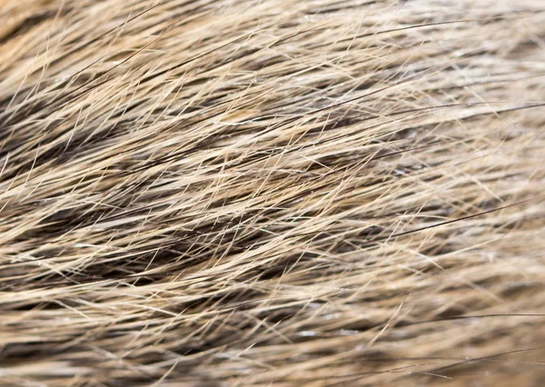 Mouse fur as background — Stock Photo, Image