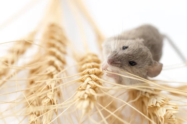 Myš na pšenici — Stock fotografie