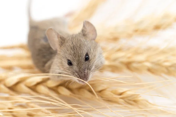 小麦のマウス — ストック写真