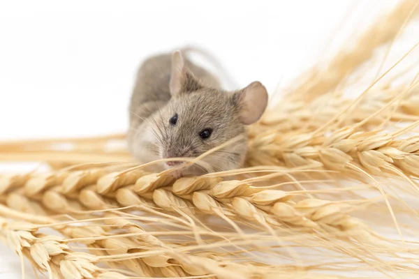 小麦のマウス — ストック写真
