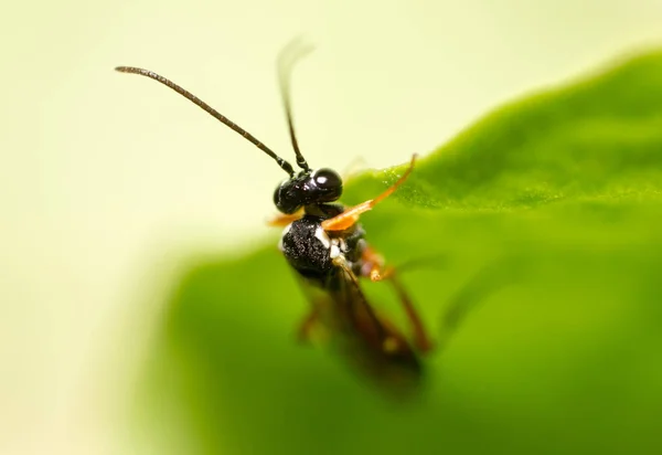 Fliegen auf einem grünen Blatt. schließen — Stockfoto