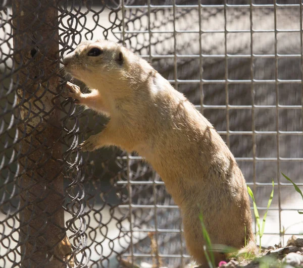 Gopher en el zoológico — Foto de Stock