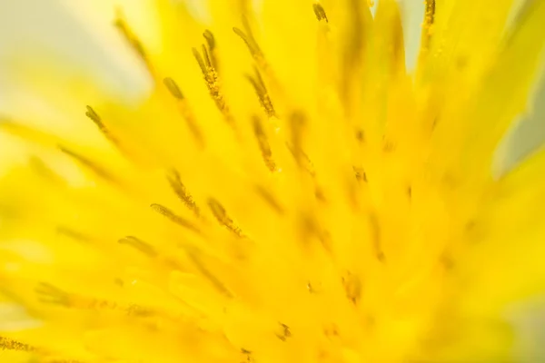 Sárga pitypang virág. zár — Stock Fotó