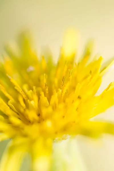 Flor de dente de leão amarelo. fechar — Fotografia de Stock