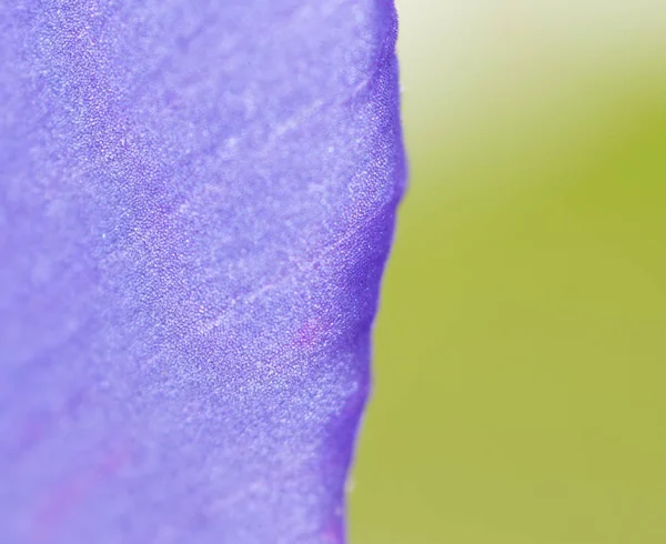 背景としての青い花閉じる — ストック写真