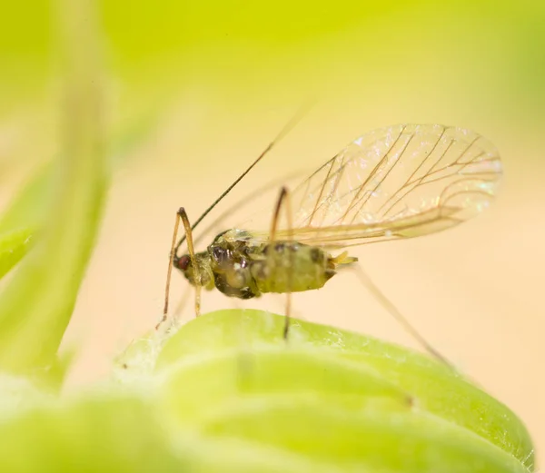 Un mosquito sobre una hoja verde. cerrar — Foto de Stock