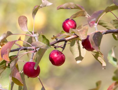Doğadaki ağaçta kırmızı elma