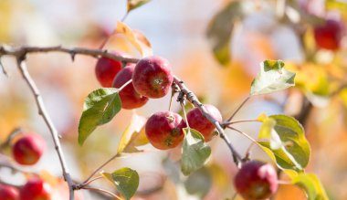 Doğadaki ağaçta kırmızı elma