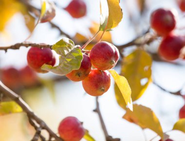 Doğadaki ağaçta kırmızı elma