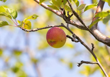 Doğadaki ağaçta kırmızı elma