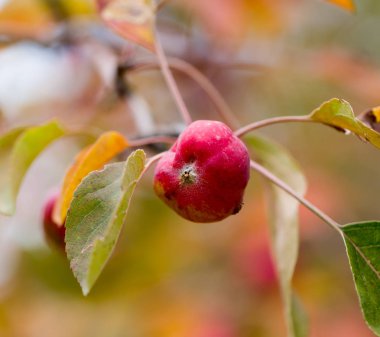 Doğadaki ağaçta kırmızı elma
