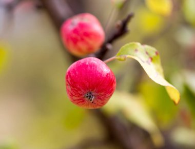 Doğadaki ağaçta kırmızı elma