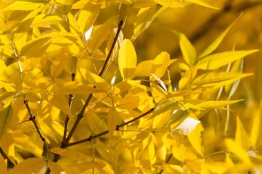 Sonbaharda ağaçta sarı yapraklar