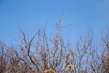 Çıplak ağaç dalları mavi gökyüzüne karşı