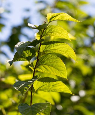 Ağaçtaki yeşil yapraklar