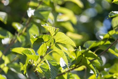 Ağaçtaki yeşil yapraklar