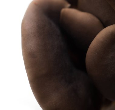 Beyaz arka planda istiridye mantarları