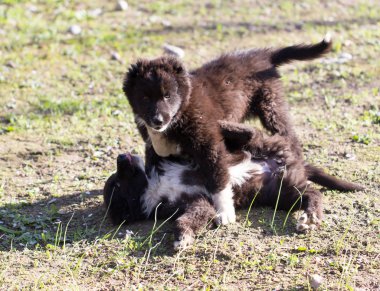 iki siyah köpek yavrusu doğa üzerinde