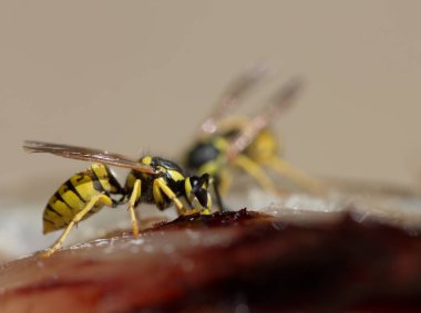 Wasp, Balık eti yiyor. Makro
