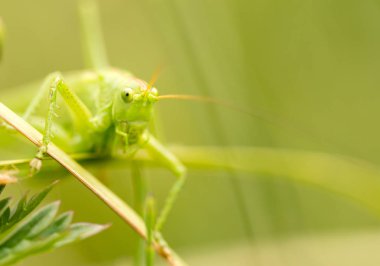 Çekirge doğada. Kapat