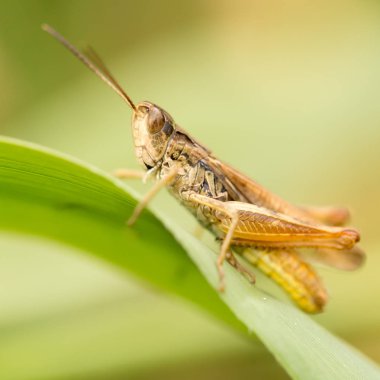 Çekirge doğada. Kapat
