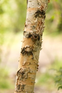 huş ağacı gövde doğada vahşi