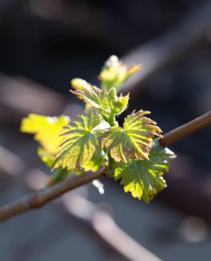 doğa genç yeşil yaprakları