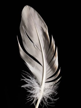 Siyah arkaplanda tüy