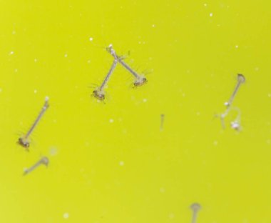 küçük larvalar sarı su. Makro