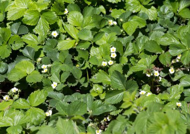 doğa çilek çiçekler