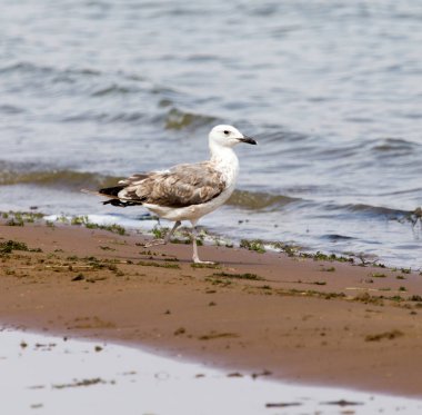Göl üzerinde martı