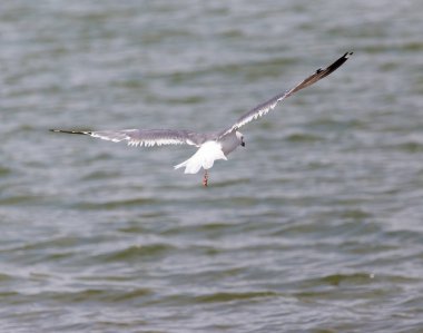 martı gölün üzerinde uçuyor.