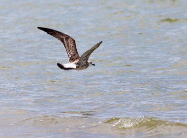 martı gölün üzerinde uçuyor.