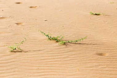 Çöldeki kumda bir bitki